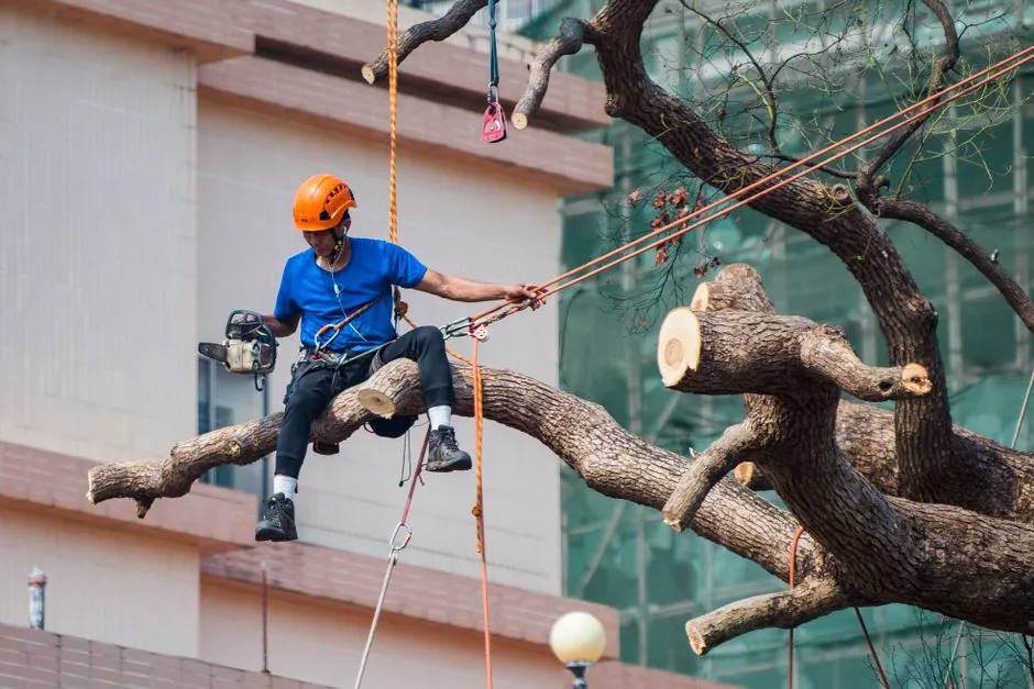 Elagage sur corde, arbre en hauteur